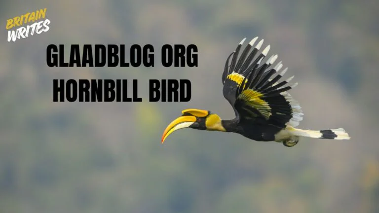 Glaadblog org Hornbill Bird: A Complete Guide to Its Meaning, Habitat, Behavior, Symbolism, and Conservation glaadblog org hornbill bird